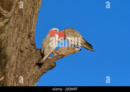 Männliche und weibliche australische GALAH, nominieren Rasse -Cacatua roseicapilla- Vögel auf der Seite eines alten toten Baumes, der sich gegenseitig aufbrütet Stockfoto