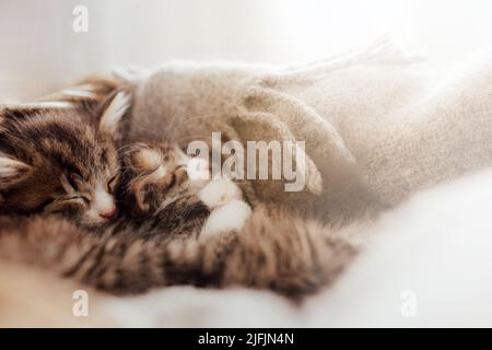 Kleine niedliche Kätzchen schlafen in einer Umarmung, die mit einer Decke bedeckt ist. Lichteffekt. Süße Katzen umarmen sich gegenseitig. Ich liebe und schütze Haustiere. Tierschutz und Tierpflege. Hochwertige Fotos Stockfoto