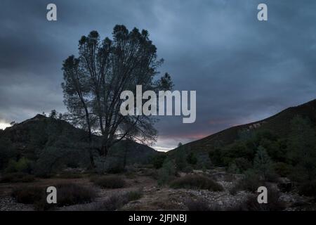 Mit der letzten untergehenden Sonne dahinter wächst eine graue Kiefer am trockenen Bett des Chalone Creek im Pinnacles National Park Stockfoto