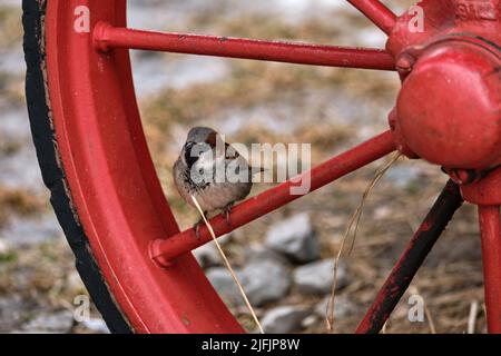 Ein männlicher Haussperling (Passer domesticus) sitzt auf einer roten Metallspeiche eines antiken Waggonrades. Stockfoto