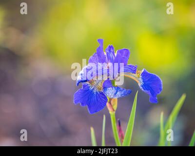 Schöne blaue Blüten der sibirischen Iris im Frühlingsgarten. Iris sibirica blüht auf der Wiese. Die Koloful Sibirische Iris eine mehrjährige Pflanze mit purpl Stockfoto