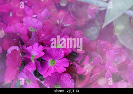 Mehrjährige Primeln oder primula im Frühlingsgarten. Frühlingskerzen Blüten, primula polyanthus, weiße Primeln in Frühlingswäldern. Schöne Farben von Stockfoto