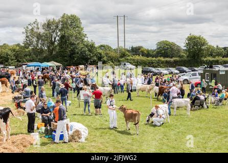 Dunmanway, Cork, Irland. 03.. Juli 2022. Ein Überblick über die vielbeschäftigten Bewertungsringe für Rinder auf der jährlichen Landwirtschaftsmesse in Dunmanway, Co. Cork. - Credit; David Creedon / Alamy Live News Stockfoto