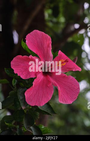 Große rosa Hibiskusblüte auf grünem Hintergrund. Im tropischen Garten, Pune, Indien. Stockfoto