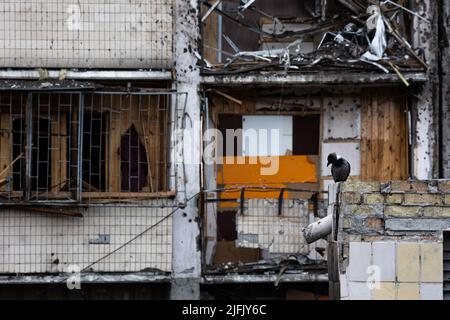 KIEW, UKRAINE - APR 21, 2022: Die Krähe sitzt vor dem Hintergrund eines Wohnhauses, das am zweiten Tag der Vollzeit eine Kreuzrakete ruiniert hat Stockfoto