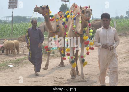 Lahore, Punjab, Pakistan. 3.. Juli 2022. Pakistanischer Verkäufer zeigt Opfertiere auf dem Lakho Dehar-Tiermarkt für den kommenden Eid ul-Adha in Lahore. Muslime auf der ganzen Welt feiern das „Eid ul-Adha“, auch bekannt als das Opferfest (Qurbani), anlässlich des islamischen Monats Zil Hijjah, der Schafe, Ziegen, Kühe und Kamele schlachtete, um der Bereitschaft des Propheten Abraham zu gedenken, seinen Sohn Ismail auf Gottes Befehl zu opfern. (Bild: © Rana Sajid Hussain/Pacific Press via ZUMA Press Wire) Stockfoto