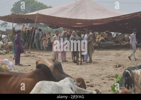 Lahore, Punjab, Pakistan. 3.. Juli 2022. Pakistanischer Verkäufer zeigt Opfertiere auf dem Lakho Dehar-Tiermarkt für den kommenden Eid ul-Adha in Lahore. Muslime auf der ganzen Welt feiern das „Eid ul-Adha“, auch bekannt als das Opferfest (Qurbani), anlässlich des islamischen Monats Zil Hijjah, der Schafe, Ziegen, Kühe und Kamele schlachtete, um der Bereitschaft des Propheten Abraham zu gedenken, seinen Sohn Ismail auf Gottes Befehl zu opfern. (Bild: © Rana Sajid Hussain/Pacific Press via ZUMA Press Wire) Stockfoto