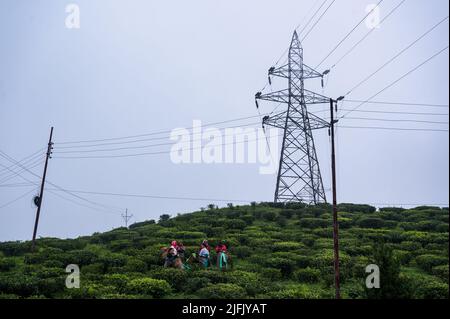 10. Juni 2022, Mirik, Westbengalen, Indien: Das Mirik-Tal ist das ganze Jahr über von Teeblättern bedeckt.während des Monsuns pflücken Teearbeiterinnen Teeblätter aus den Tea Gardens an bewölkten Morgen in der kleinen Stadt North Bengal Darjeeling -Mirik, Westbengalen, Indien am 10/06/2022. Die Strommasten dieser Gärten sind das einzige Medium für den Stromanschluss auf dem ganzen Hügel. Nach Angaben der Darjeeling Tea Association liegt die Teeproduktion von Darjeeling im Vorjahr bei rund 7 Millionen kg und die Exporte lagen im Bereich von 3 bis 3,5 Millionen kg. (Bild: © Soumyabrata Roy/Pacific Press via Stockfoto