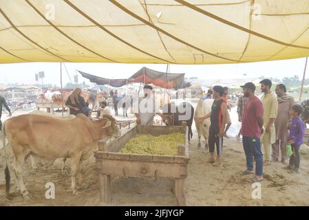 Lahore, Punjab, Pakistan. 3.. Juli 2022. Pakistanischer Verkäufer zeigt Opfertiere auf dem Lakho Dehar-Tiermarkt für den kommenden Eid ul-Adha in Lahore. Muslime auf der ganzen Welt feiern das „Eid ul-Adha“, auch bekannt als das Opferfest (Qurbani), anlässlich des islamischen Monats Zil Hijjah, der Schafe, Ziegen, Kühe und Kamele schlachtete, um der Bereitschaft des Propheten Abraham zu gedenken, seinen Sohn Ismail auf Gottes Befehl zu opfern. (Bild: © Rana Sajid Hussain/Pacific Press via ZUMA Press Wire) Stockfoto