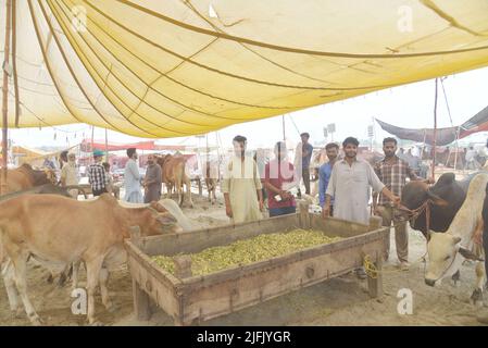 Lahore, Punjab, Pakistan. 3.. Juli 2022. Pakistanischer Verkäufer zeigt Opfertiere auf dem Lakho Dehar-Tiermarkt für den kommenden Eid ul-Adha in Lahore. Muslime auf der ganzen Welt feiern das „Eid ul-Adha“, auch bekannt als das Opferfest (Qurbani), anlässlich des islamischen Monats Zil Hijjah, der Schafe, Ziegen, Kühe und Kamele schlachtete, um der Bereitschaft des Propheten Abraham zu gedenken, seinen Sohn Ismail auf Gottes Befehl zu opfern. (Bild: © Rana Sajid Hussain/Pacific Press via ZUMA Press Wire) Stockfoto