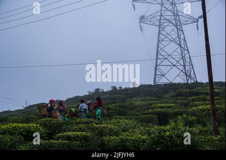 Das Mirik-Tal ist das ganze Jahr über mit Teesträuchern bedeckt, Teeliebstählen pflücken Teeblätter aus Tea Gardens während des Monsuns an bewölkten Morgen in der kleinen Stadt im Distrikt North Bengal Darjeeling -Mirik, Westbengalen, Indien am 10/06/2022. Die Strommasten dieser Gärten sind das einzige Medium für den Stromanschluss auf dem ganzen Hügel. Nach Angaben der Darjeeling Tea Association liegt die Teeproduktion von Darjeeling im Vorjahr bei rund 7 Millionen kg und die Exporte lagen im Bereich von 3 bis 3,5 Millionen kg. (Foto von Soumyabrata Roy/Pacific Press) Stockfoto