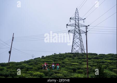 Das Mirik-Tal ist das ganze Jahr über mit Teesträuchern bedeckt, Teeliebstählen pflücken Teeblätter aus Tea Gardens während des Monsuns an bewölkten Morgen in der kleinen Stadt im Distrikt North Bengal Darjeeling -Mirik, Westbengalen, Indien am 10/06/2022. Die Strommasten dieser Gärten sind das einzige Medium für den Stromanschluss auf dem ganzen Hügel. Nach Angaben der Darjeeling Tea Association liegt die Teeproduktion von Darjeeling im Vorjahr bei rund 7 Millionen kg und die Exporte lagen im Bereich von 3 bis 3,5 Millionen kg. (Foto von Soumyabrata Roy/Pacific Press) Stockfoto