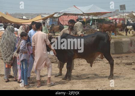 Lahore, Punjab, Pakistan. 3.. Juli 2022. Pakistanischer Verkäufer zeigt Opfertiere auf dem Lakho Dehar-Tiermarkt für den kommenden Eid ul-Adha in Lahore. Muslime auf der ganzen Welt feiern das „Eid ul-Adha“, auch bekannt als das Opferfest (Qurbani), anlässlich des islamischen Monats Zil Hijjah, der Schafe, Ziegen, Kühe und Kamele schlachtete, um der Bereitschaft des Propheten Abraham zu gedenken, seinen Sohn Ismail auf Gottes Befehl zu opfern. (Bild: © Rana Sajid Hussain/Pacific Press via ZUMA Press Wire) Stockfoto