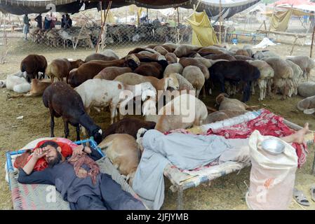 Lahore, Punjab, Pakistan. 3.. Juli 2022. Pakistanischer Verkäufer zeigt Opfertiere auf dem Lakho Dehar-Tiermarkt für den kommenden Eid ul-Adha in Lahore. Muslime auf der ganzen Welt feiern das „Eid ul-Adha“, auch bekannt als das Opferfest (Qurbani), anlässlich des islamischen Monats Zil Hijjah, der Schafe, Ziegen, Kühe und Kamele schlachtete, um der Bereitschaft des Propheten Abraham zu gedenken, seinen Sohn Ismail auf Gottes Befehl zu opfern. (Bild: © Rana Sajid Hussain/Pacific Press via ZUMA Press Wire) Stockfoto