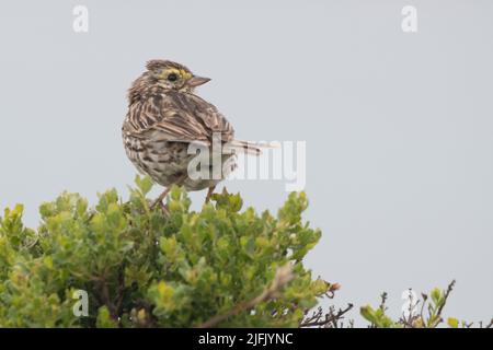 Savannah Sparrow (Passerculus sandwichensis) ein Vogel vom Point Reyes National Seashore im Marin County California, USA. Stockfoto