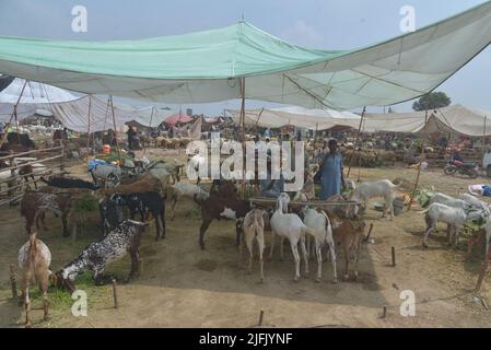 Lahore, Punjab, Pakistan. 3.. Juli 2022. Pakistanischer Verkäufer zeigt Opfertiere auf dem Lakho Dehar-Tiermarkt für den kommenden Eid ul-Adha in Lahore. Muslime auf der ganzen Welt feiern das „Eid ul-Adha“, auch bekannt als das Opferfest (Qurbani), anlässlich des islamischen Monats Zil Hijjah, der Schafe, Ziegen, Kühe und Kamele schlachtete, um der Bereitschaft des Propheten Abraham zu gedenken, seinen Sohn Ismail auf Gottes Befehl zu opfern. (Bild: © Rana Sajid Hussain/Pacific Press via ZUMA Press Wire) Stockfoto