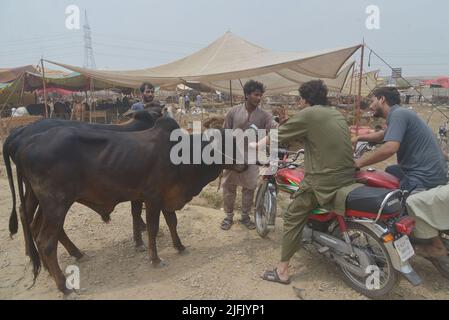 Lahore, Punjab, Pakistan. 3.. Juli 2022. Pakistanischer Verkäufer zeigt Opfertiere auf dem Lakho Dehar-Tiermarkt für den kommenden Eid ul-Adha in Lahore. Muslime auf der ganzen Welt feiern das „Eid ul-Adha“, auch bekannt als das Opferfest (Qurbani), anlässlich des islamischen Monats Zil Hijjah, der Schafe, Ziegen, Kühe und Kamele schlachtete, um der Bereitschaft des Propheten Abraham zu gedenken, seinen Sohn Ismail auf Gottes Befehl zu opfern. (Bild: © Rana Sajid Hussain/Pacific Press via ZUMA Press Wire) Stockfoto