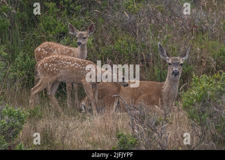 Das Maultierhirsch (Odocoileus hemionus) und ihre Mutter treiben im Kaparral an der nationalen Küste von Point Reyes in Kalifornien, USA. Stockfoto