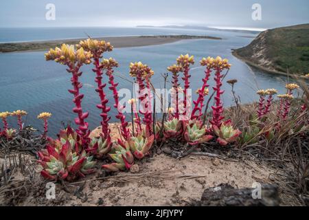 Wild Bluff Salat (Dudleya farinosa)eine Sukulente, die eine wunderschöne Wildblume hervorbringt, die entlang der Küstenklippen über dem Pazifischen Ozean in Kalifornien wächst. Stockfoto