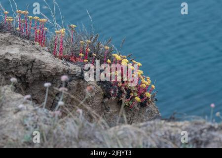 Wild Bluff Salat (Dudleya farinosa)eine Sukulente, die eine wunderschöne Wildblume hervorbringt, die entlang der Küstenklippen über dem Pazifischen Ozean in Kalifornien wächst. Stockfoto