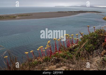 Wild Bluff Salat (Dudleya farinosa)eine Sukulente, die eine wunderschöne Wildblume hervorbringt, die entlang der Küstenklippen über dem Pazifischen Ozean in Kalifornien wächst. Stockfoto