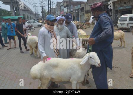 Lahore, Punjab, Pakistan. 3.. Juli 2022. Pakistanischer Verkäufer zeigt Opfertiere auf dem Lakho Dehar-Tiermarkt für den kommenden Eid ul-Adha in Lahore. Muslime auf der ganzen Welt feiern das „Eid ul-Adha“, auch bekannt als das Opferfest (Qurbani), anlässlich des islamischen Monats Zil Hijjah, der Schafe, Ziegen, Kühe und Kamele schlachtete, um der Bereitschaft des Propheten Abraham zu gedenken, seinen Sohn Ismail auf Gottes Befehl zu opfern. (Bild: © Rana Sajid Hussain/Pacific Press via ZUMA Press Wire) Stockfoto