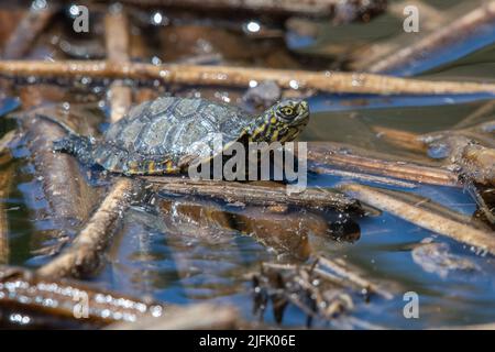 Eine tony Baby Western Teichschildkröte (Actinemys marmorata), eine bedrohte Reptilienart aus Kalifornien und der Westküste, USA. Stockfoto