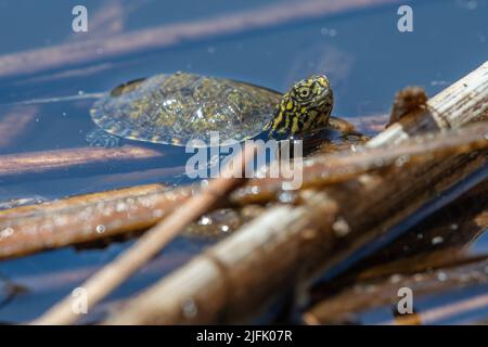Eine tony Baby Western Teichschildkröte (Actinemys marmorata), eine bedrohte Reptilienart aus Kalifornien und der Westküste, USA. Stockfoto