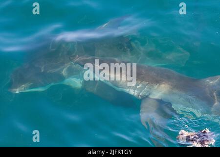 Einzigartiges Bild von zwei großen weißen Haien, die nahe beieinander schwimmen, direkt unter der Meeresoberfläche. Gansbaai, westliches Kap, Südafrika Stockfoto