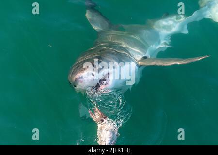 Great White Shark spiegt aus dem Wasser, Gansbaai, Kapstadt Südafrika Stockfoto