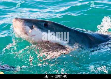 Great White Shark spiegt aus dem Wasser, Gansbaai, Kapstadt Südafrika Stockfoto