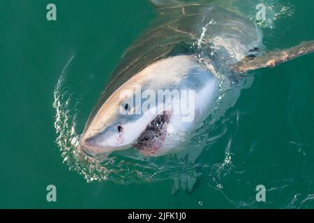 Great White Shark spiegt aus dem Wasser, Gansbaai, Kapstadt Südafrika Stockfoto