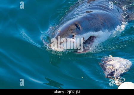 Great White Shark spiegt aus dem Wasser, Gansbaai, Kapstadt Südafrika Stockfoto