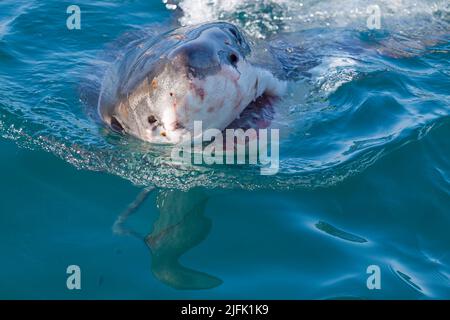 Great White Shark spiegt aus dem Wasser, Gansbaai, Kapstadt Südafrika Stockfoto