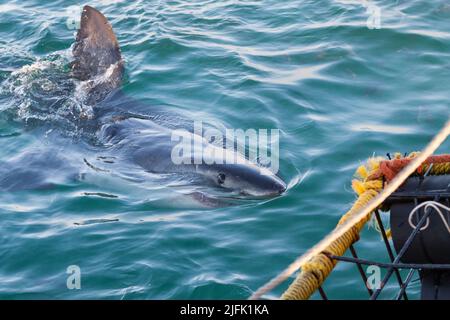 Great White Shark spiegt aus dem Wasser, Gansbaai, Kapstadt Südafrika Stockfoto