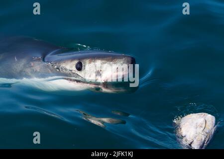 Great White Shark spiegt aus dem Wasser, Gansbaai, Kapstadt Südafrika Stockfoto