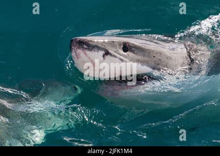 Great White Shark spiegt aus dem Wasser, Gansbaai, Kapstadt Südafrika Stockfoto