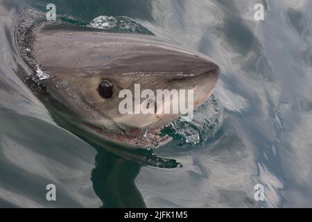 Great White Shark spiegt aus dem Wasser, Gansbaai, Kapstadt Südafrika Stockfoto