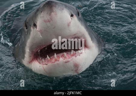 Ein großer weißer Hai hebt seinen Kopf aus dem Wasser. Gansbaai, Westkap, Südafrika Stockfoto