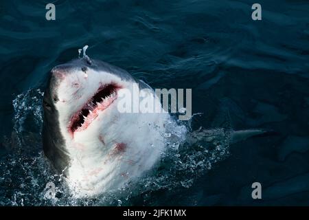 Ein großer weißer Hai, der in einer räuberischen Bewegung schnell aus dem Wasser schlingt und seine Zähne freilegt. Gansbaai, Westkap, Südafrika Stockfoto