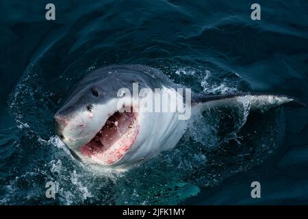 Ein großer weißer Hai, der in einer räuberischen Bewegung schnell aus dem Wasser schlingt und seine Zähne freilegt. Gansbaai, Westkap, Südafrika Stockfoto