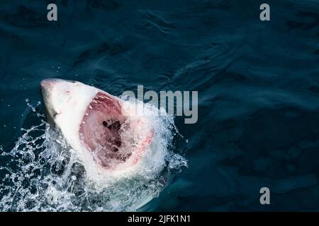 Ein großer weißer Hai, der in einer räuberischen Bewegung schnell aus dem Wasser schlingt und seine Zähne freilegt. Gansbaai, Westkap, Südafrika Stockfoto