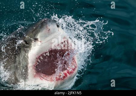 Ein großer weißer Hai, der in einer räuberischen Bewegung schnell aus dem Wasser schlingt und seine Zähne freilegt. Gansbaai, Westkap, Südafrika Stockfoto