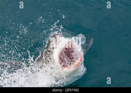 Ein großer weißer Hai, der in einer räuberischen Bewegung schnell aus dem Wasser schlingt und seine Zähne freilegt. Gansbaai, Westkap, Südafrika Stockfoto