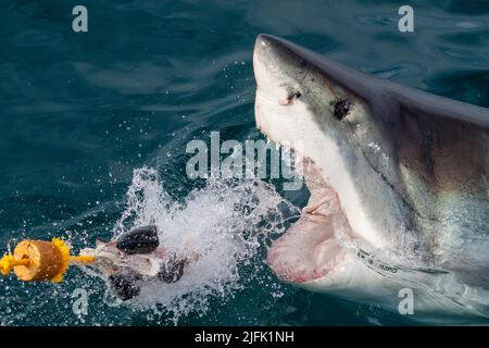 Ein großer weißer Hai, der in einer räuberischen Bewegung schnell aus dem Wasser schlingt und seine Zähne freilegt. Gansbaai, Westkap, Südafrika Stockfoto