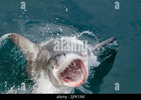 Great White Shark, eine partielle Verletzung aus dem Wasser in Gansbaai, Western Cape, Südafrika Stockfoto