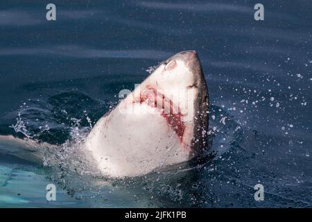 Great White Shark, eine partielle Verletzung aus dem Wasser in Gansbaai, Western Cape, Südafrika Stockfoto