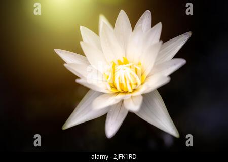 Mitten im Wasser blühte ein großer weißer Lotus mit gelben Staubgefäßen. Weißer Orangefarbener Sonneneinstrahlung-Effekt. Stockfoto