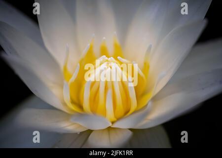 Mitten im Wasser blühte ein großer weißer Lotus mit gelben Staubgefäßen. Stockfoto