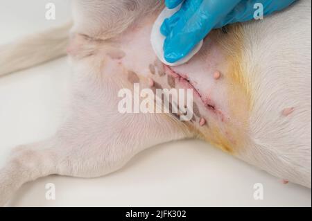 Der Tierarzt behandelt die Naht des Hundes nach einer chirurgischen Operation. Stockfoto